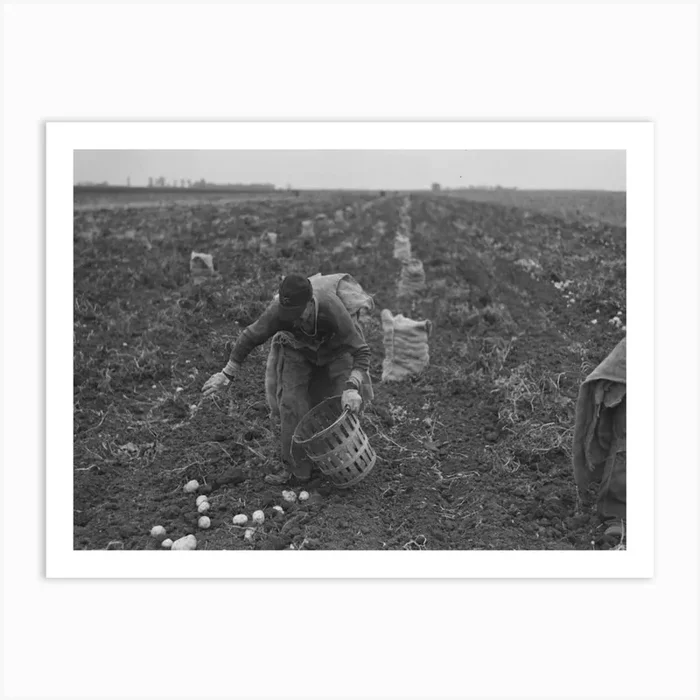 Untitled Photo, Possibly Related To Potato Worker Near East Grand Forks, Minnesota By Russell Lee 1 Art Print by Fy! Classic Art Prints and Posters