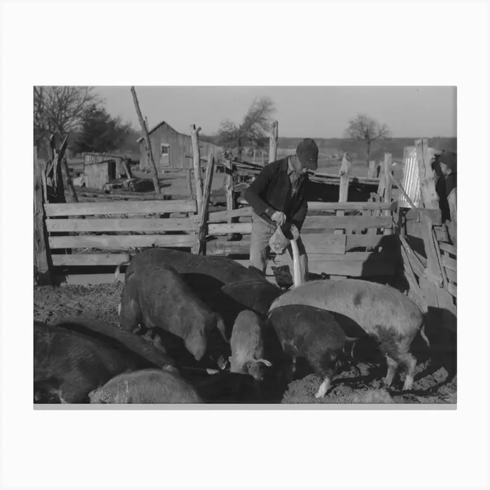 Untitled Photo, Possibly Related To Pouring Bran Into Can For Mixing Into A Mash For The Hogs, Sons Of Pomp Hall, Canvas Print by Fy! Classic Art Prints and Posters