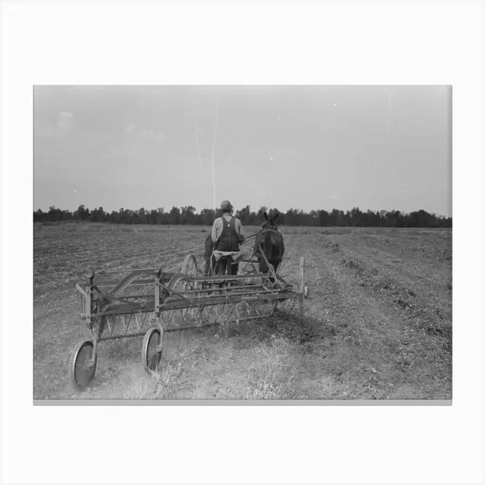 Untitled Photo, Possibly Related To Raking Soybean Hay, Lake Dick Project, Arkansas By Russell Lee 1 Canvas Print by Fy! Classic Art Prints and Posters
