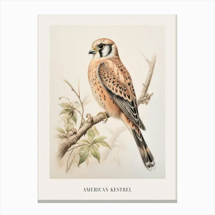 Vintage Bird Drawing American Kestrel 1 Poster Canvas Print by Feathered Muse