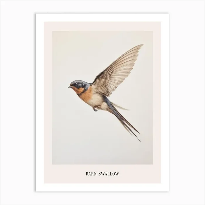 Vintage Bird Drawing Barn Swallow Poster Art Print by Feathered Muse