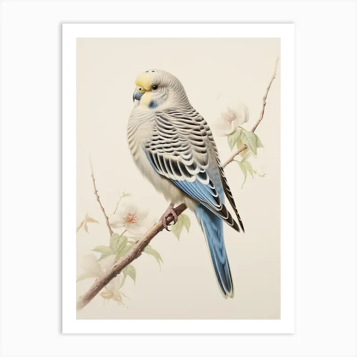 Vintage Bird Drawing Budgerigar 2 Art Print by Feathered Muse