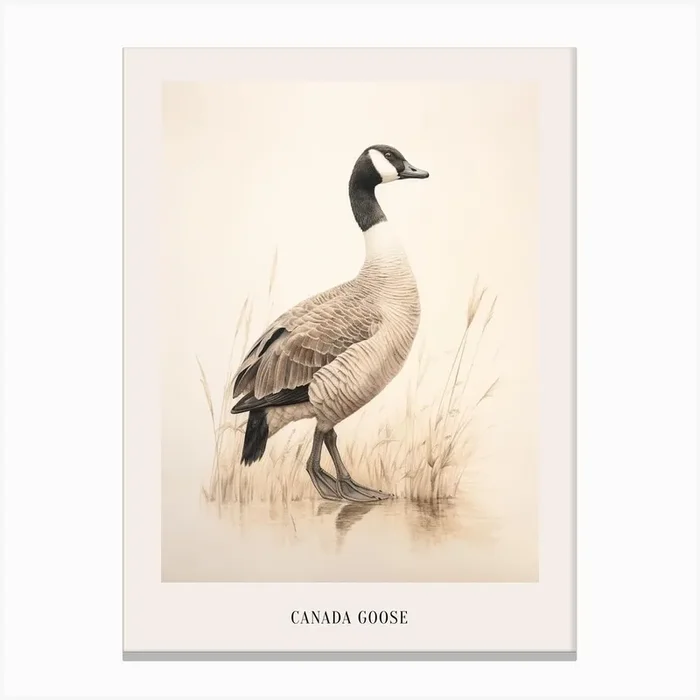 Vintage Bird Drawing Canada Goose 1 Poster Canvas Print by Feathered Muse