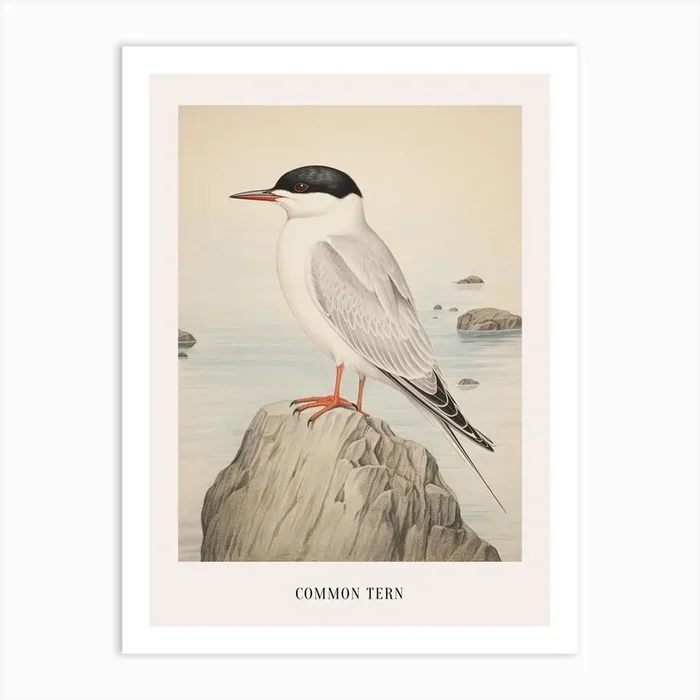 Vintage Bird Drawing Common Tern 1 Poster Art Print by Feathered Muse