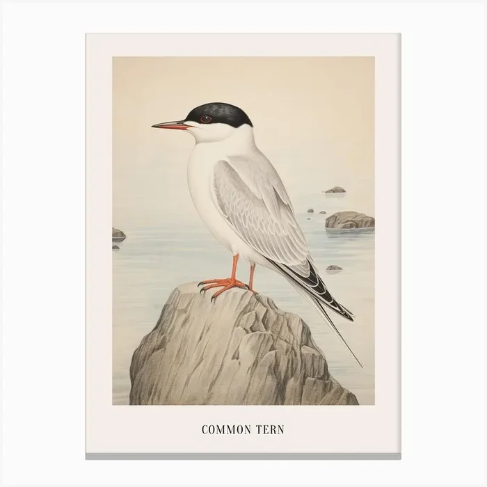 Vintage Bird Drawing Common Tern 1 Poster Canvas Print by Feathered Muse