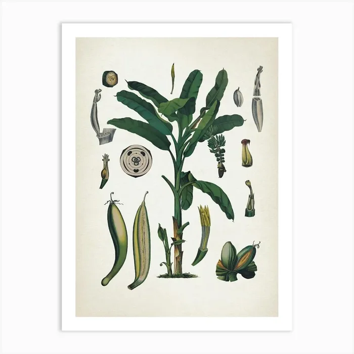 Vintage Bollmann 6 Gemeine Banane Art Print by Vintage Print Collection