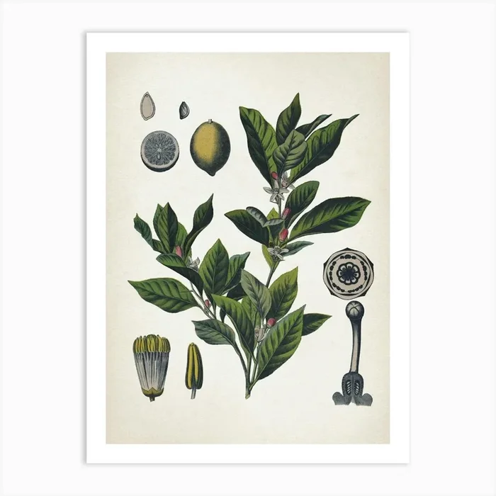 Vintage Bollmann 6 Limone Art Print by Vintage Print Collection