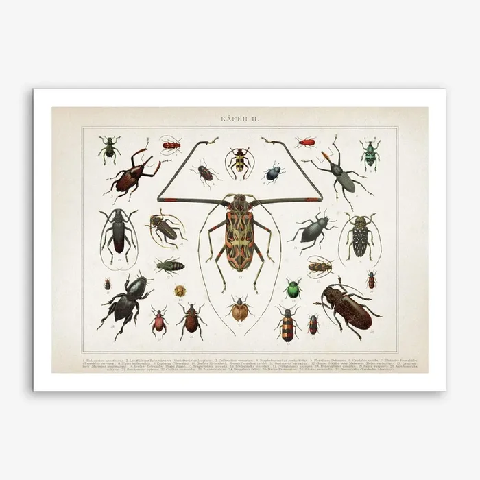 Vintage Brockhaus 1 Käfer 2 Art Print by Vintage Print Collection