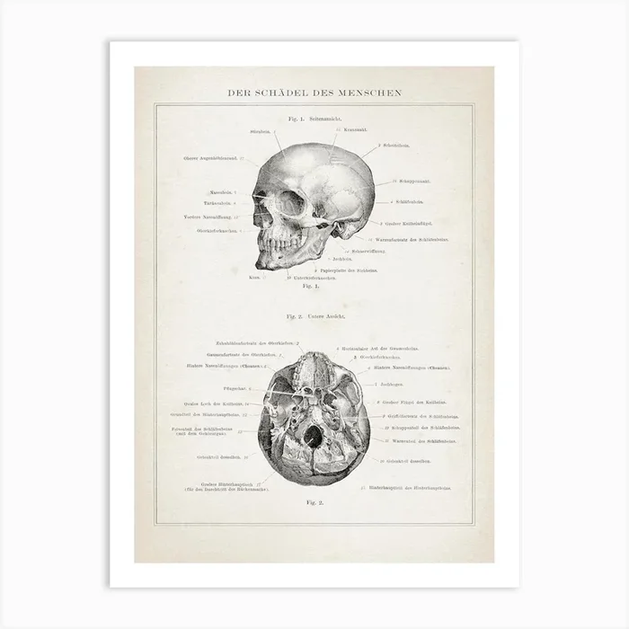 Vintage Brockhaus 3 Anatomie Schädel Art Print by Vintage Print Collection