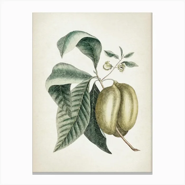 Vintage Catesby 2 Annona Triloba Canvas Print by Vintage Print Collection