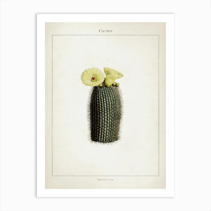 Vintage Curtis 2 Echinocactus Scopa Art Print by Vintage Print Collection