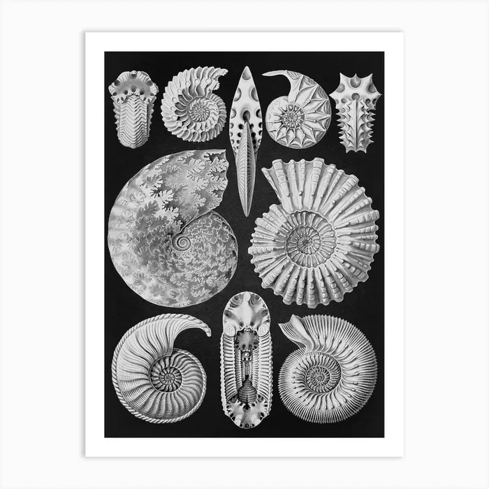 Vintage Haeckel 10 Tafel 44 Ammonshörner Art Print by Vintage Print Collection