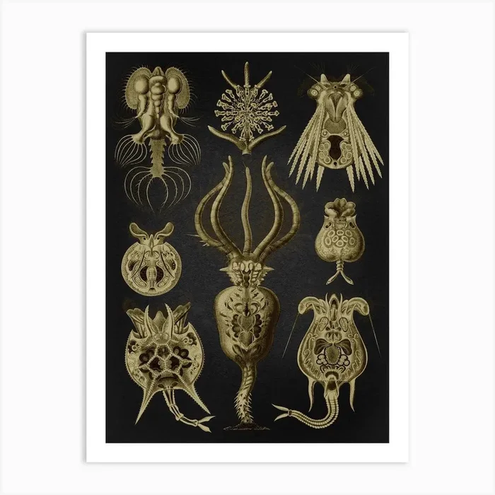 Vintage Haeckel 19 Tafel 32 Rädertiere Art Print by Vintage Print Collection