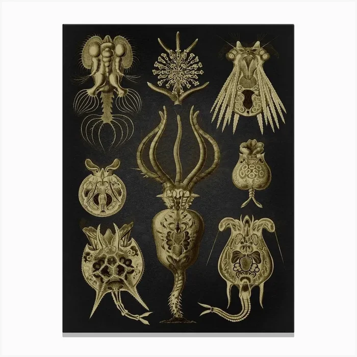 Vintage Haeckel 19 Tafel 32 Rädertiere Canvas Print by Vintage Print Collection