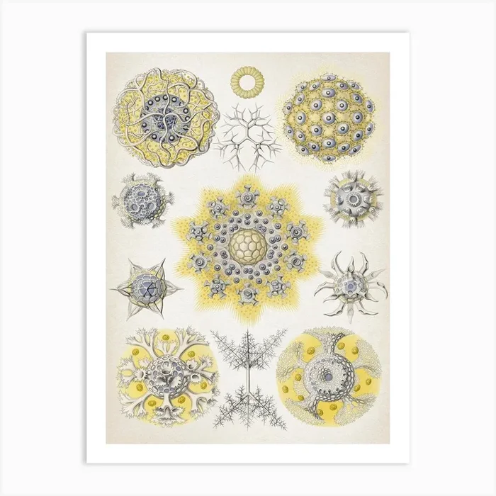 Vintage Haeckel 5 Tafel 51 Vereinsstrahlinge Art Print by Vintage Print Collection
