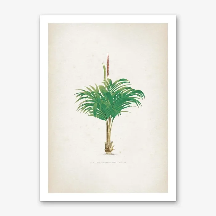 Vintage Kerchove 4 Les Palmiers 19 Art Print by Vintage Print Collection