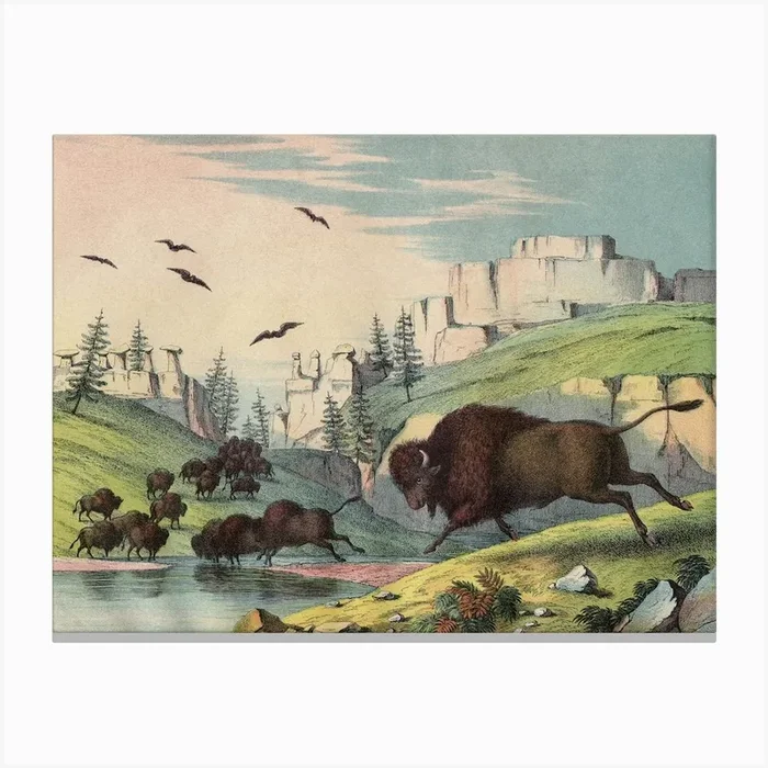 Vintage Kolb 10 Tafel 53 Büffel Amerikanisch Canvas Print by Vintage Print Collection