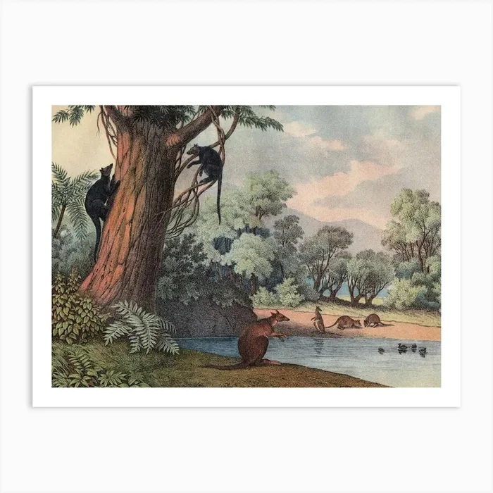 Vintage Kolb 12 Tafel 22 Baumkänguruh Art Print by Vintage Print Collection