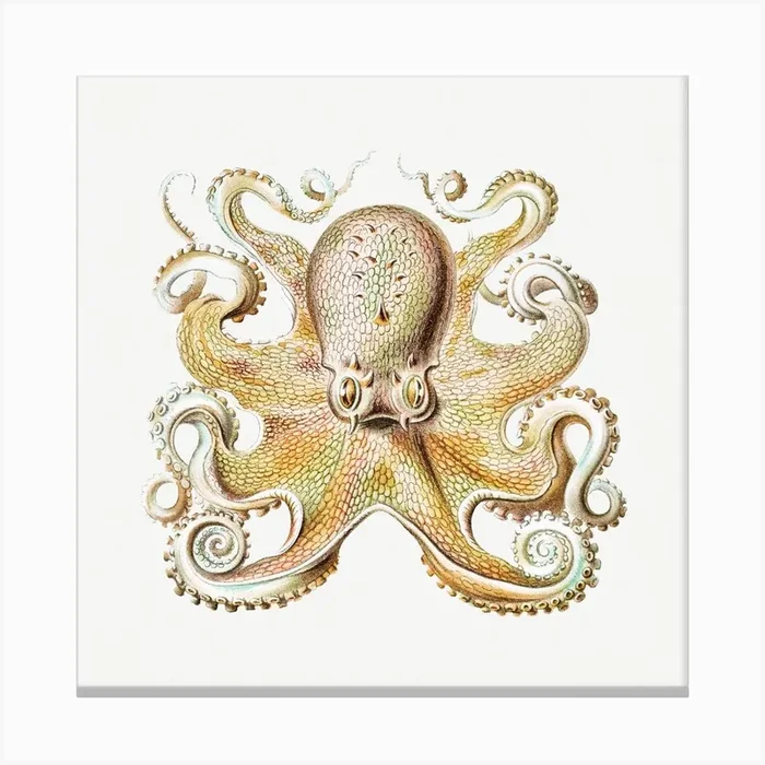 Vintage Octopus Marine Life Illustration Canvas Print by Fy! Classic Art Prints and Posters