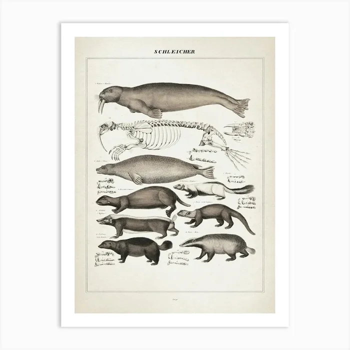 Vintage Oken 2 Schleicher Art Print by Vintage Print Collection