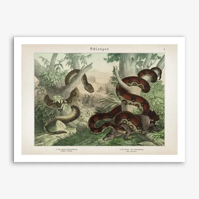 Vintage Schubert 4 Schlangen 1 Art Print by Vintage Print Collection