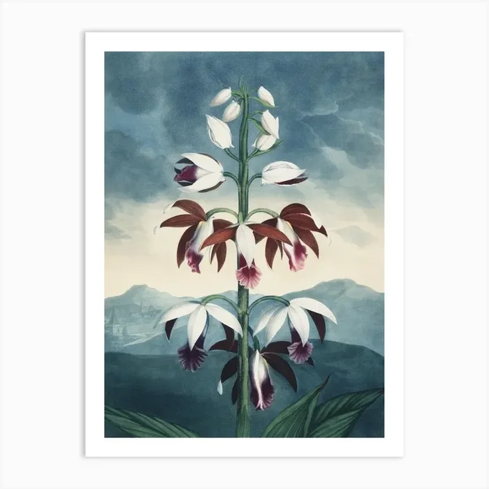 Vintage Thornton 3 China Limodoron Art Print by Vintage Print Collection