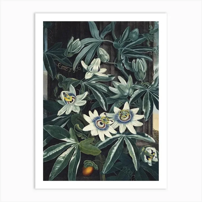 Vintage Thornton 4 Blue Passion Art Print by Vintage Print Collection