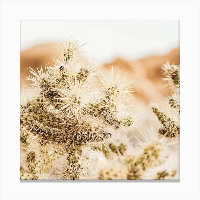 Warm Cholla Cactus Square Canvas Print by Boheme At Home