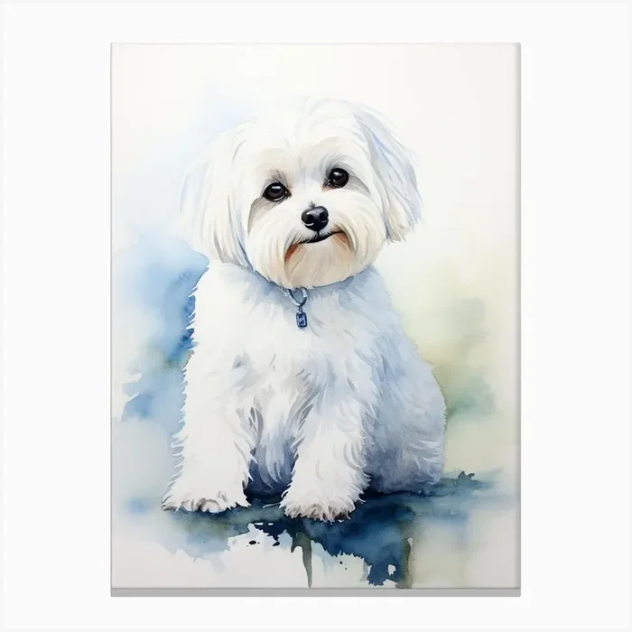 Water colour Maltese Dog Canvas Print by Callie Design Co.