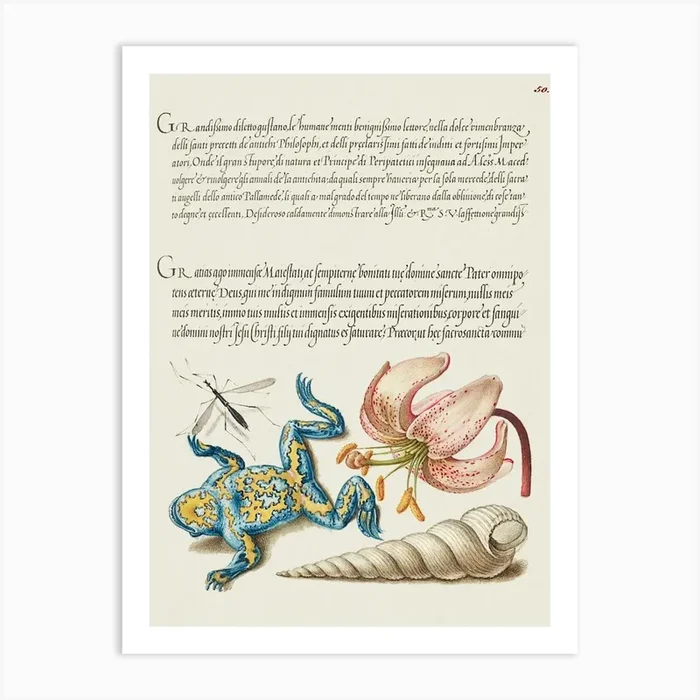 Water Gnat, Martagon Lily, Yellow–Bellied Toad, And European Screw Shell From Mira Calligraphiae Monumenta, Joris Hoefnagel Art Print by Fy! Classic Art Prints and Posters