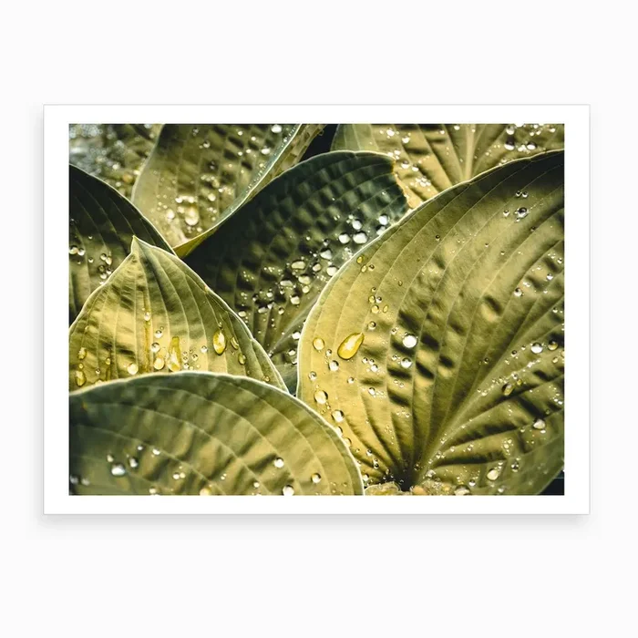 Wet Leaves Art Print by Florian Schleinig