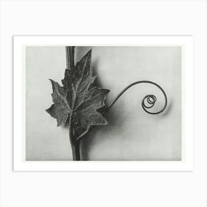 White Bryony, Karl Blossfeldt Art Print by Fy! Classic Art Prints and Posters