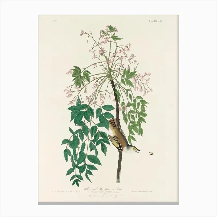 White Eyed Flycatcher, Birds Of America, John James Audubon Canvas Print by Fy! Classic Art Prints and Posters