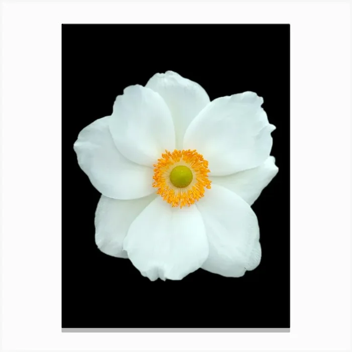 White Flower Isolated On Black Background Canvas Print by Art shop