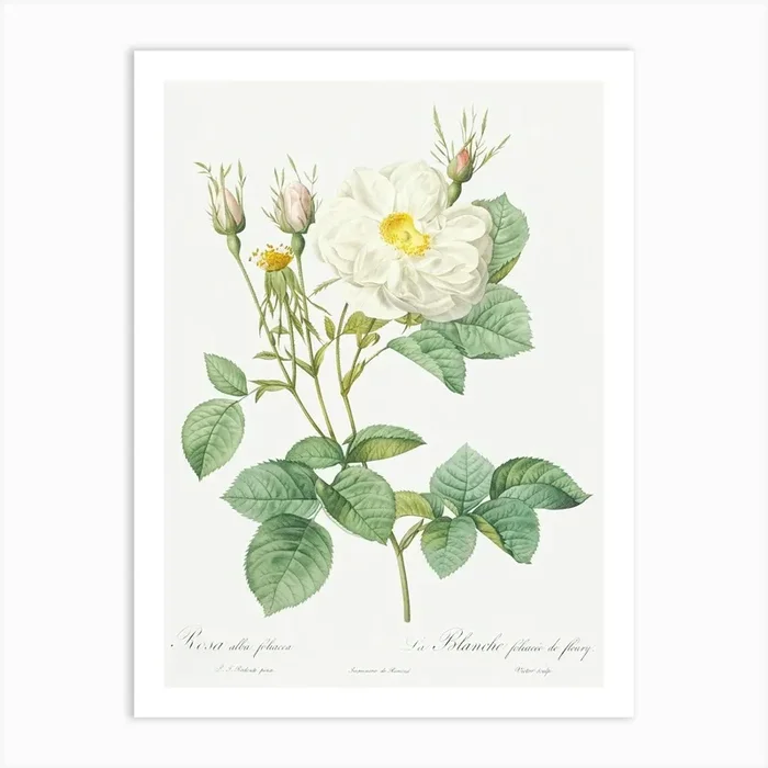 White Leaf Of Fleury, Pierre Joseph Redoute Art Print by Fy! Classic Art Prints and Posters