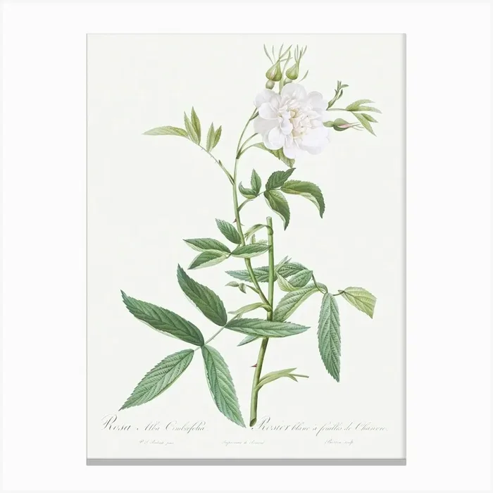 White Rose With Hemp Leaves, Pierre Joseph Redoute Canvas Print by Fy! Classic Art Prints and Posters