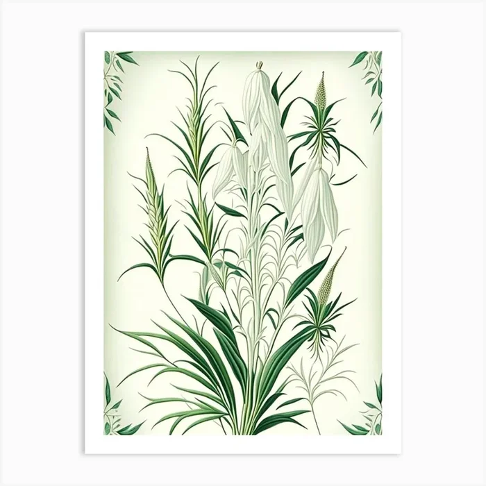 White Willow Herb Vintage Botanical Art PrintHH by Herbaceous Hues