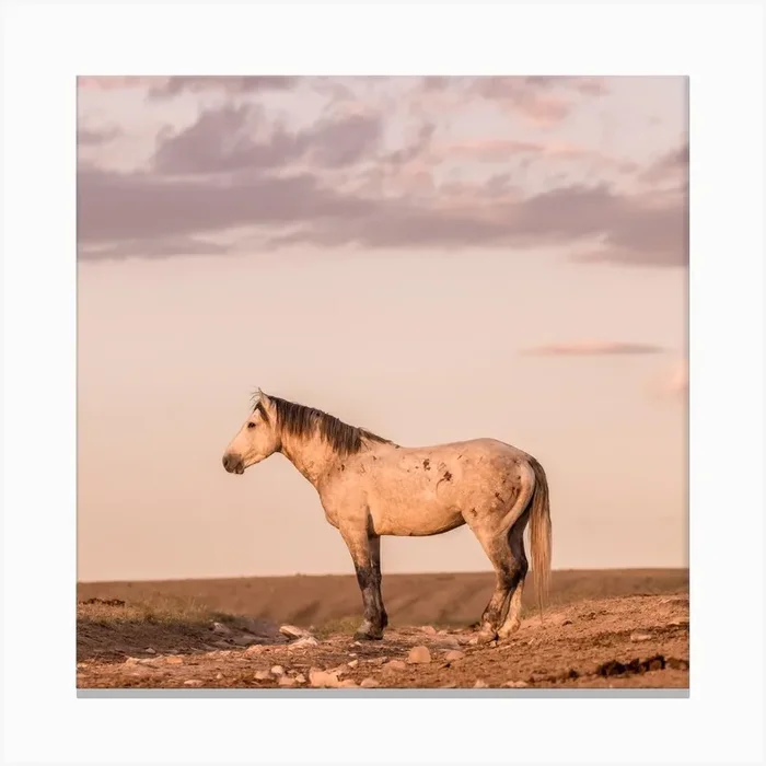 Wild Horse Sunset Square Canvas Print by Boheme At Home