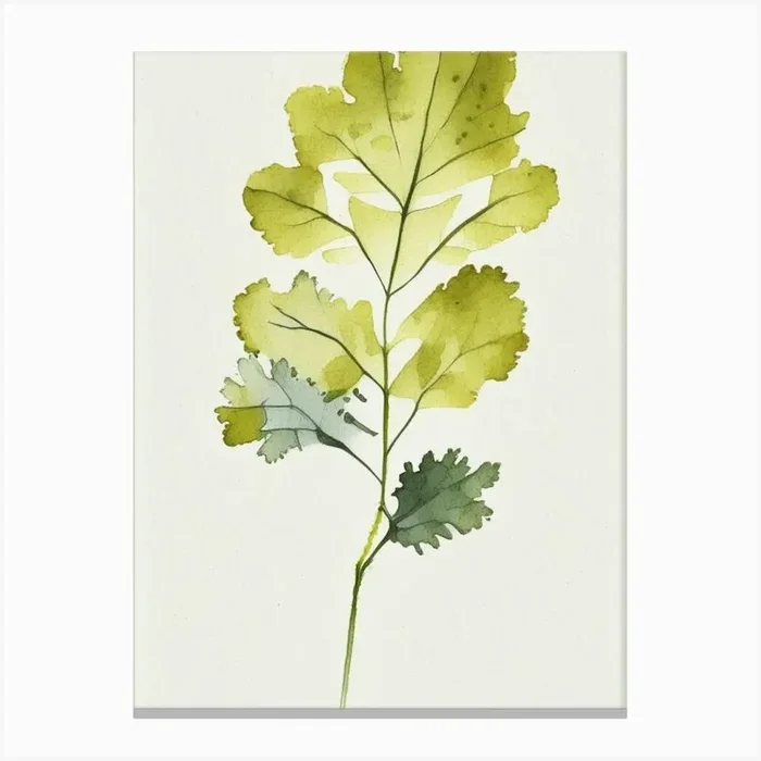 Wild Mustard Leaf Minimalist Watercolour 3 Canvas PrintL& by Leaf & Stem Studio