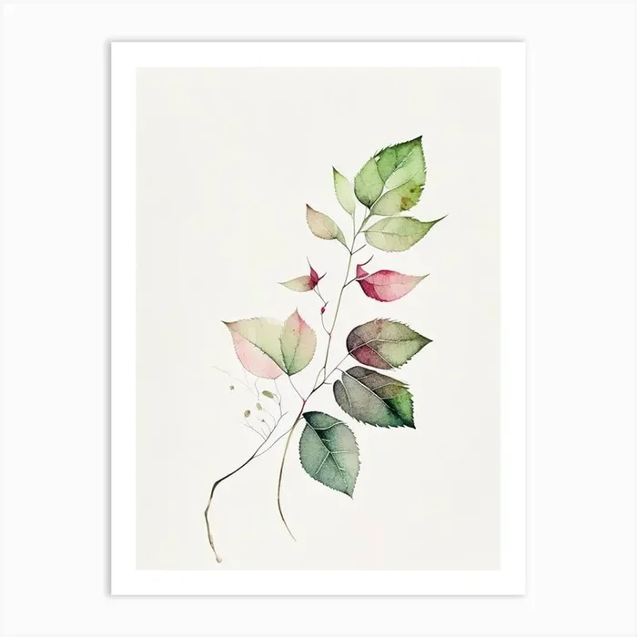 Wild Rose Leaf Minimalist Watercolour 3 Art PrintL& by Leaf & Stem Studio