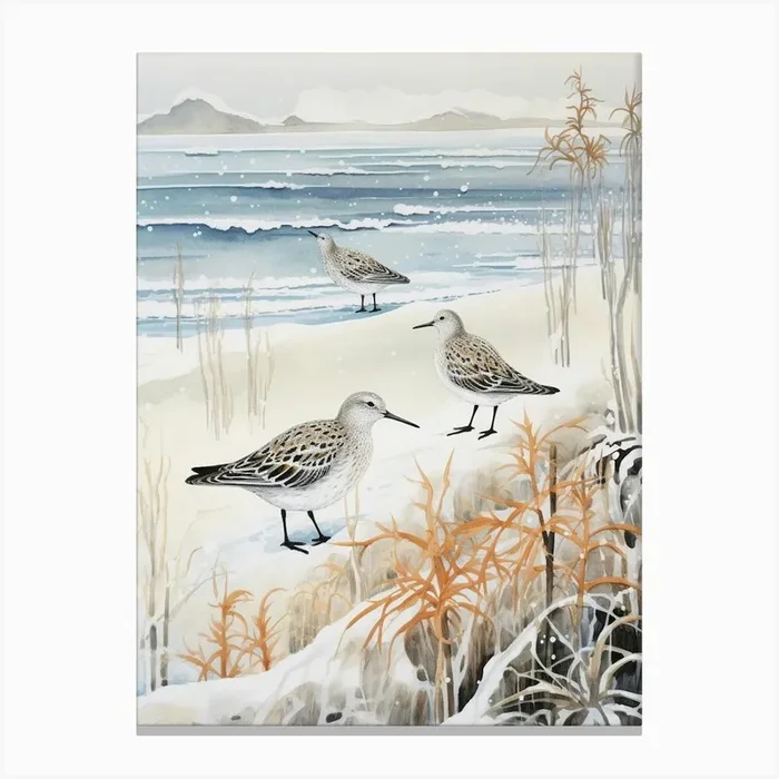Winter Bird Painting Dunlin 2 Canvas Print by Feathered Muse