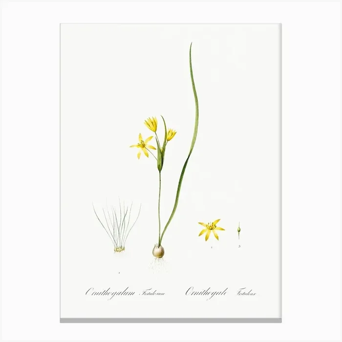 Wonder Flower Illustration From Les Liliacées (1805), Pierre Joseph Redoute Canvas Print by Fy! Classic Art Prints and Posters
