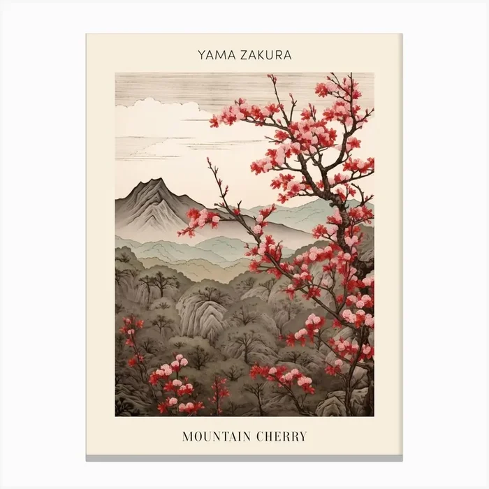 Yama Zakura Mountain Cherry Japanese Botanical Illustration Poster Canvas Print by Botanic Studio