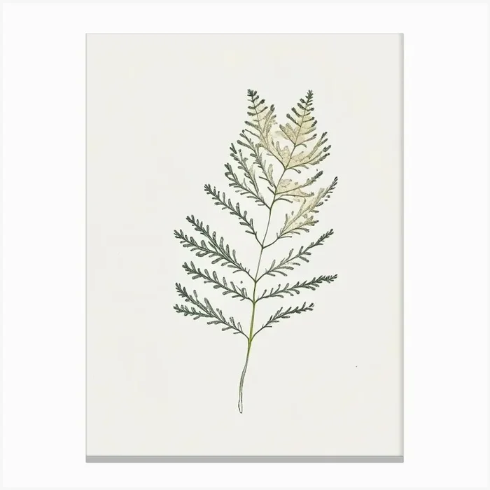 Yarrow Leaf Minimalist Watercolour 2 Canvas PrintL& by Leaf & Stem Studio