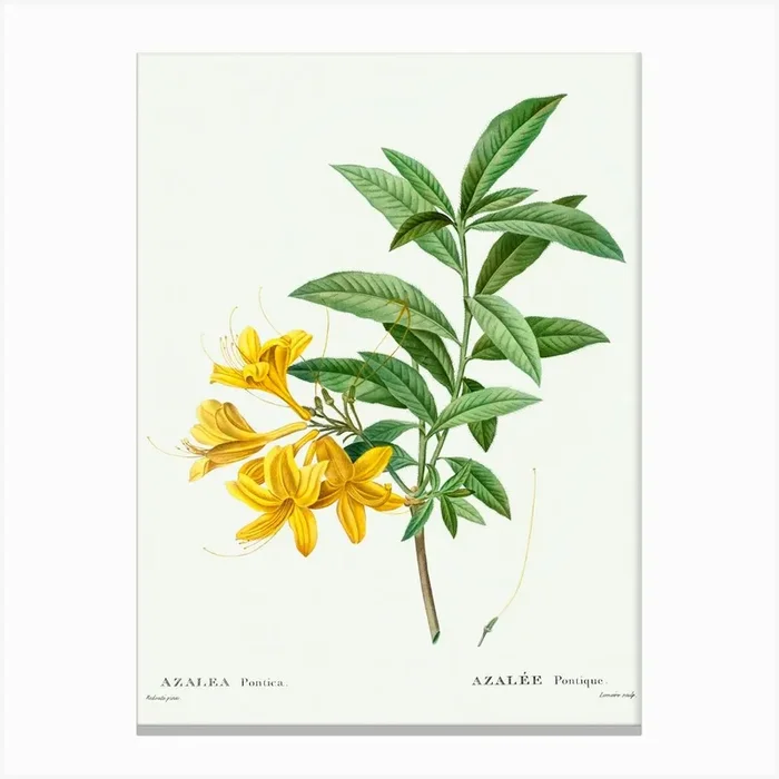 Yellow Azalea, Pierre Joseph Redoute Canvas Print by Fy! Classic Art Prints and Posters