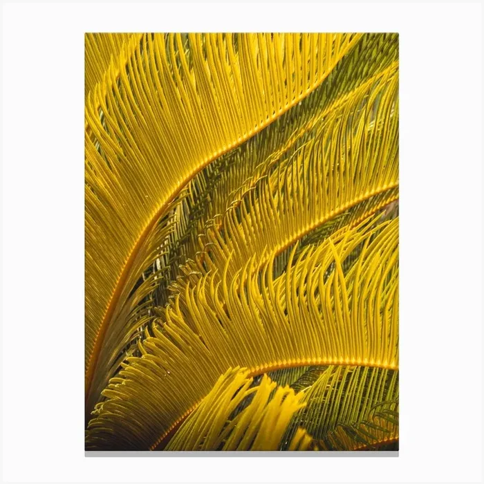 Yellow Palm Leaves Canvas Print by Florian Schleinig