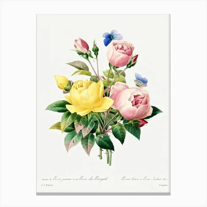 Yellow Rose And Cabbage Rose, Pierre Joseph Redoute Canvas Print by Fy! Classic Art Prints and Posters