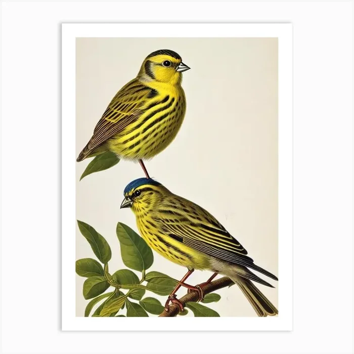 Yellowhammer 2 James Audubon Vintage Style Bird Art Print by Featherline