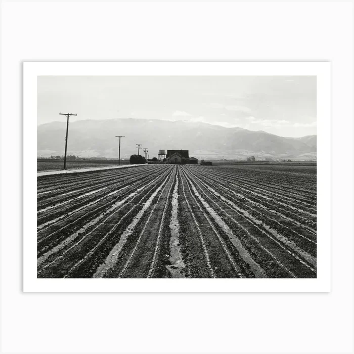 Young Lettuce, Salinas, California By Russell Lee Art Print by Fy! Classic Art Prints and Posters