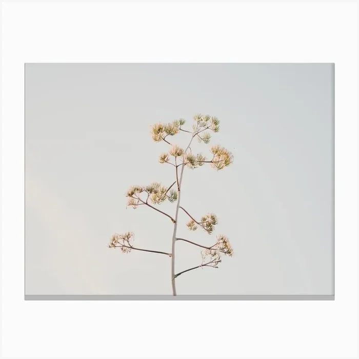 Yucca Plant Canvas PrintGS by Golden Saguaro